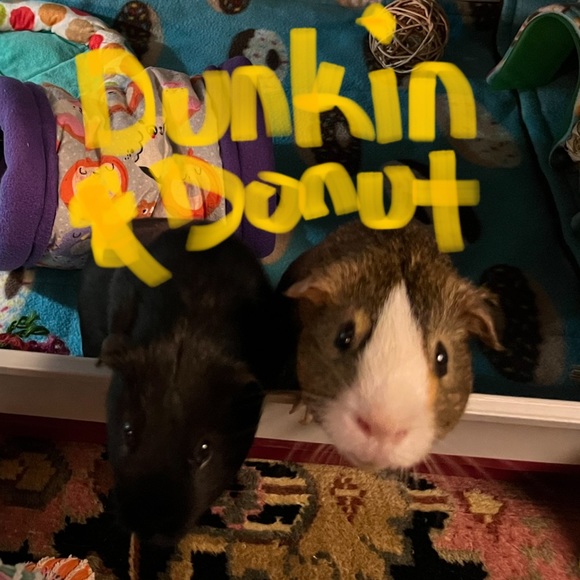 🐷Hi I'm Ape🐷 - Picture 10 of 10